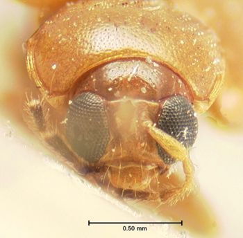 Media type: image; Entomology 18474   Aspect: head frontal view